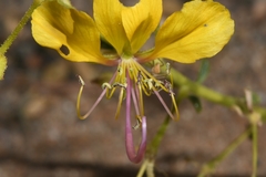 Cleome foliosa lutea