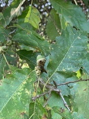 Callirhytis glandulus