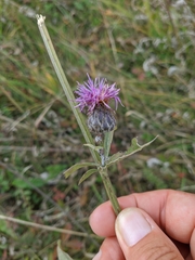 Centaurea scabiosa apiculata