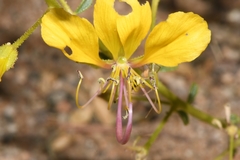 Cleome foliosa lutea