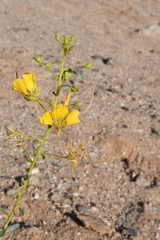 Cleome foliosa lutea