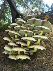 Fungi