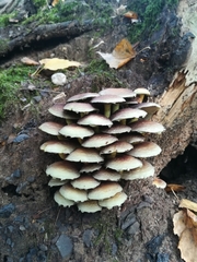 Fungi