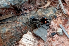 Traumatomutilla quadrum