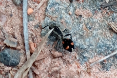 Traumatomutilla quadrum