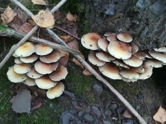Fungi