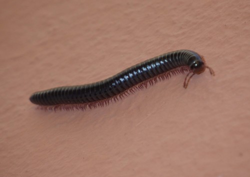 Portuguese Millipede photo 3