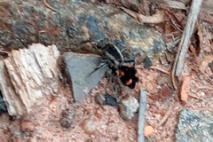 Traumatomutilla quadrum