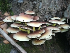 Fungi