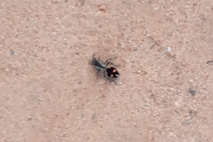 Traumatomutilla quadrum