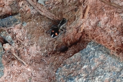 Traumatomutilla quadrum