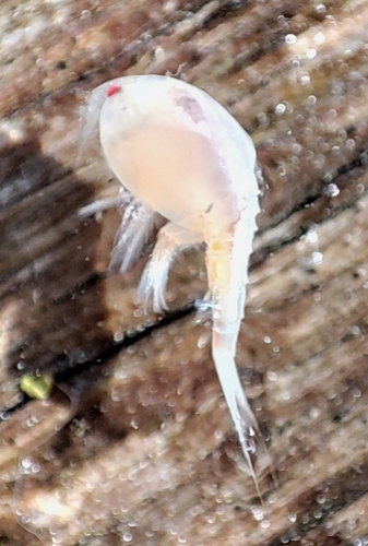 Nebalia observed 2021-08-11