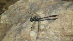 Paragomphus cognatus