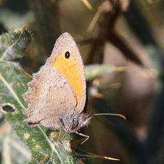 Hyponephele lycaon