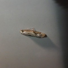 Whittenella peltosema