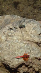 Paragomphus cognatus