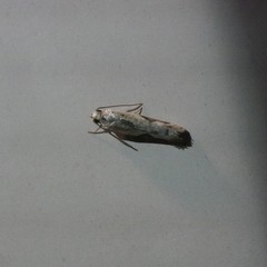 Whittenella peltosema