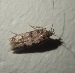 Bryotropha domestica