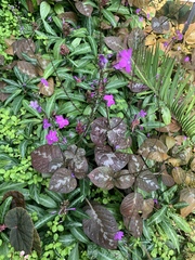 Pseuderanthemum alatum