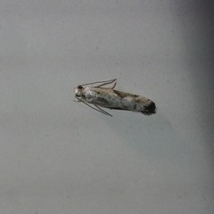 Whittenella peltosema