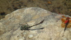 Paragomphus cognatus