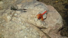 Paragomphus cognatus