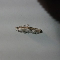 Whittenella peltosema