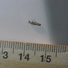 Whittenella peltosema