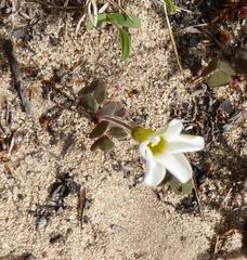 Oxalis punctata