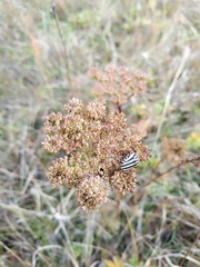 Selinum carvifolia