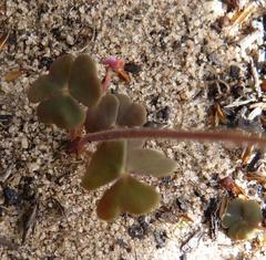Oxalis punctata