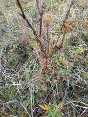 Selinum carvifolia