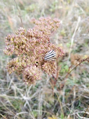 Selinum carvifolia