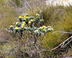 Xiphotheca fruticosa
