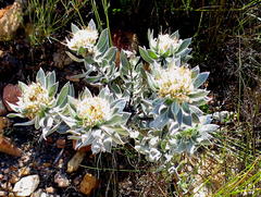 Xiphotheca fruticosa