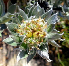 Xiphotheca fruticosa