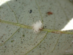 Druon quercuslanigerum