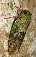Dyticopycna semiclara