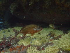 Chirodactylus brachydactylus