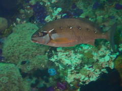 Chirodactylus brachydactylus