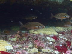 Chirodactylus brachydactylus