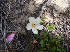 Anisodontea scabrosa