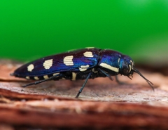 Buprestis octoguttata