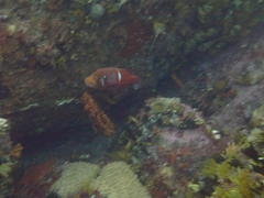 Chrysoblephus laticeps