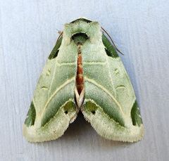 Heminocloa mirabilis