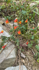 Tropaeolum smithii