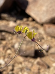 Cleome angustifolia diandra