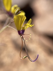Cleome angustifolia diandra
