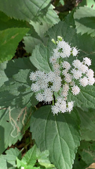 Ageratina altissima