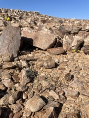 Cleome angustifolia diandra